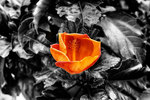 Little-hibiscus
