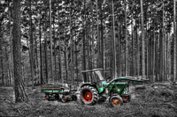 In-the-woods
