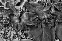 Still-study-black-and-white