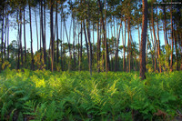 Ferns