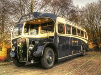 Royal-blue-