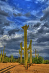 Crested-saguaro