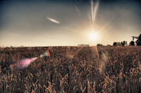 Fields-of-gold