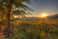 Tramonto-nel-vigneto