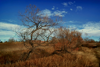Trees-in-a-gully-