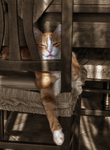 Cat-dozing