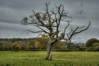 Tree-all-alone