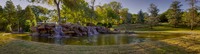 New-maple-tree-pond