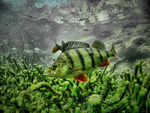 Mr-perch