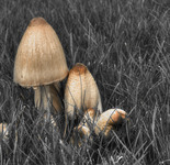 Mushroom