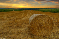 Field-at-dawn