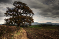 Country-walk