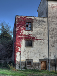 Ivy-red