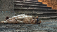 Neighborhood-cat