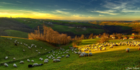 Flock