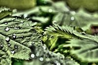 Green-morning-
