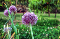 Flower-seeds-of-garlic