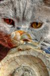 Cat-s-cinema