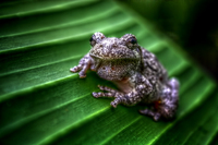 Treefrog-on-a-banana-leaf
