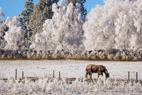 Winter-comforts