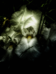 White-iris-by-night