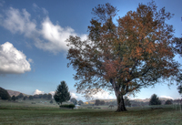 Quercia-solitaria