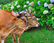 Costa-rica-coffee-plantation-cows