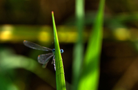 Watching-you-