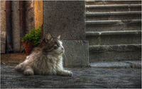 Street-cat