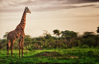 Giraffe-sunrise