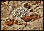 Sand-crawler-