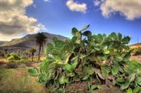 The-valley-of-a-thousand-palm-trees