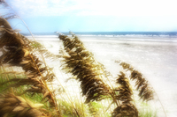 Hilton-head-island-sea-oats