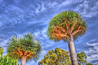 Arboles-y-cielo