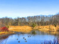 Canadian-geese
