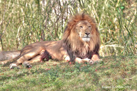 King-of-the-jungle