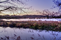 Morning-at-the-pond