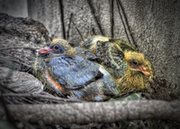 Double-trouble-feathers-for-christmas-