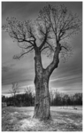 Reaching-for-winter-part-3