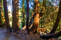 Golden-trees