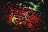 Pointsettia