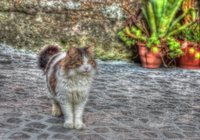 Street-cat-2-