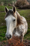 White-horse