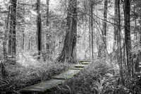 Forest-walk