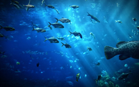 Under-the-sea