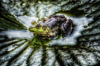 Bullfrog-in-the-garden-pond