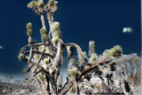 Cactus-in-the-mojave