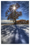 Bosque-del-apache-cottonwood