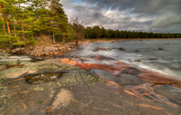 Pine-forest-