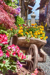 Candelo-in-fiore-particolare